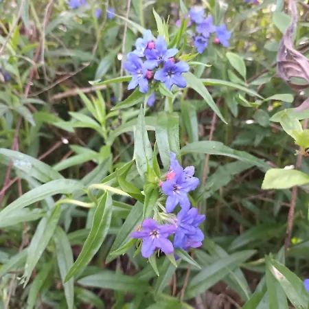 فندق مبيت وإفطار Le Jardin Secret سان أنتونين