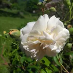 Le Jardin Secret