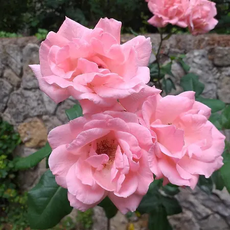 Le Jardin Secret *