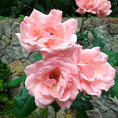 Le Jardin Secret 3* Saint-Antonin-Noble-Val