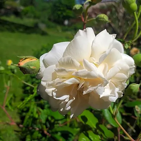 Bed & Breakfast Le Jardin Secret Saint-Antonin-Noble-Val